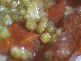 graulichite -(Ce)-photo & coll JDV